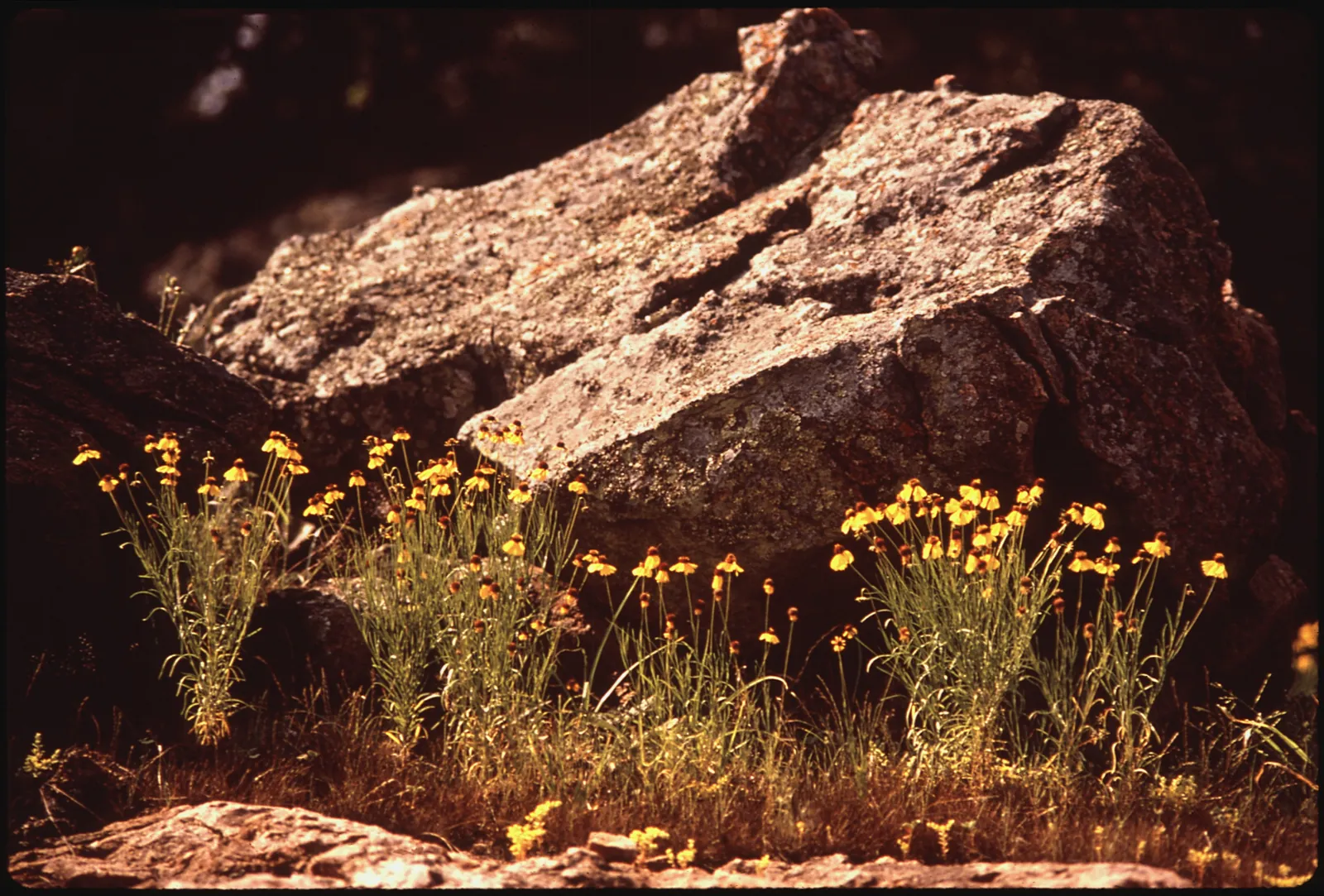 Limestone and wildflowers near Lake Travis, May 1972