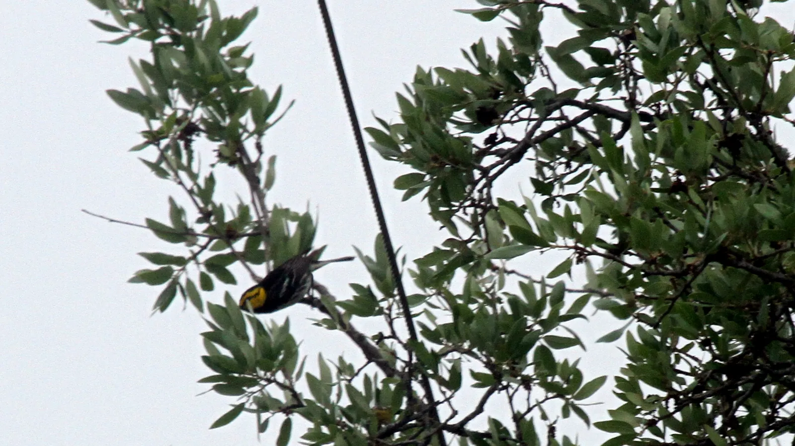 A golden-cheeked warbler. It nests nowhere on Earth but Central Texas